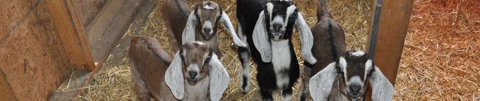 Goat Kid Feeding Chart